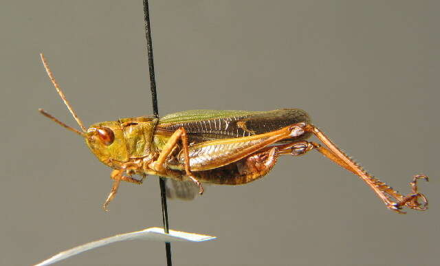 Image of stripe-winged grasshopper