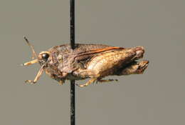 Image of long-horned ground-hopper