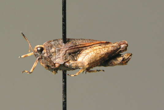 Tetrix tenuicornis (Sahlberg 1891)的圖片