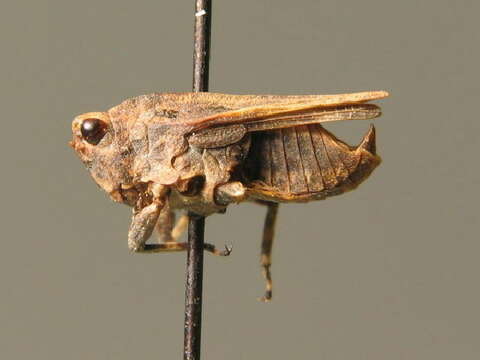 Image of long-horned ground-hopper