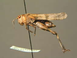 Image of blue-winged grasshopper