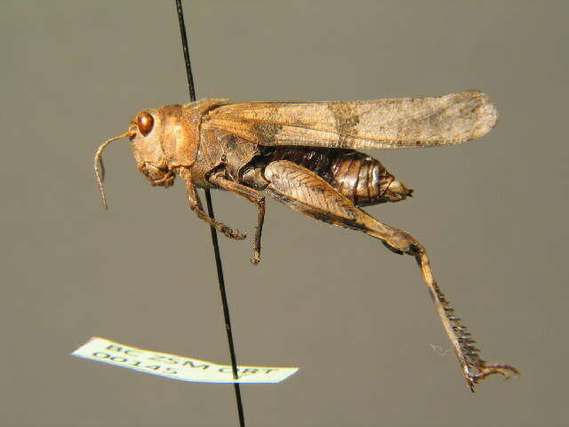 Image of blue-winged grasshopper