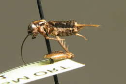 Image of ground cricket