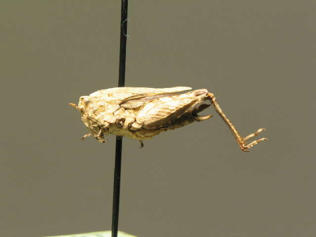 Image of long-horned ground-hopper