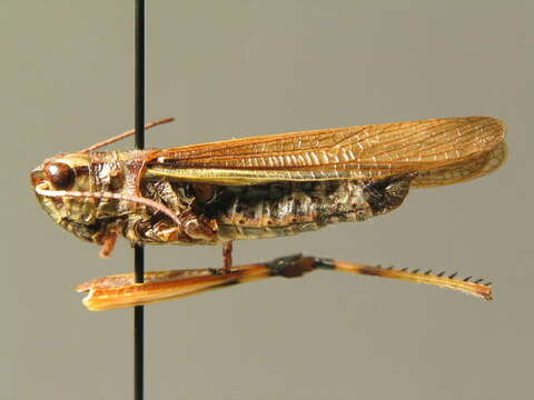 Image of Large marsh grasshopper