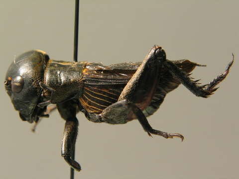 Image of Field cricket