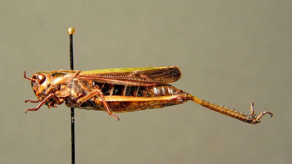 Image of Common green grasshopper