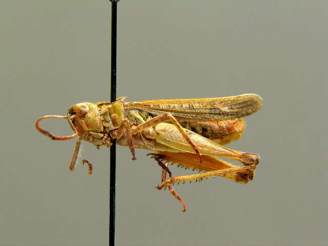 Image of Myrmeleotettix