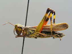 Image of Large marsh grasshopper