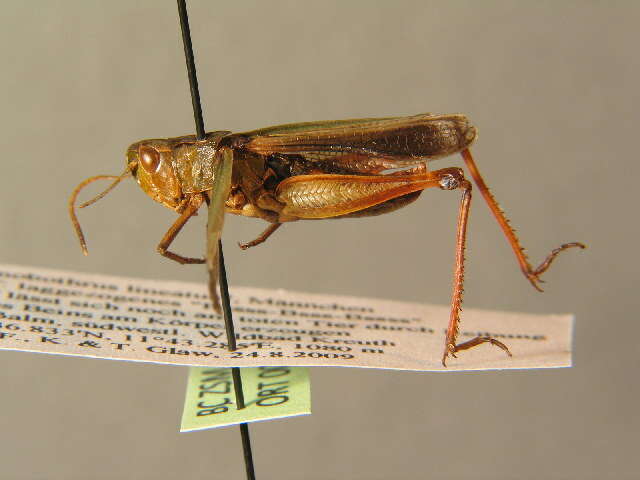 Image of stripe-winged grasshopper