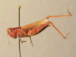 Image of rufous grasshopper