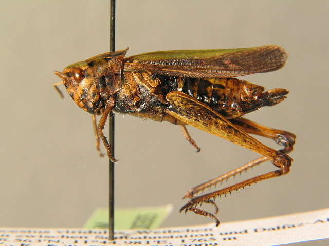 Image of Common green grasshopper