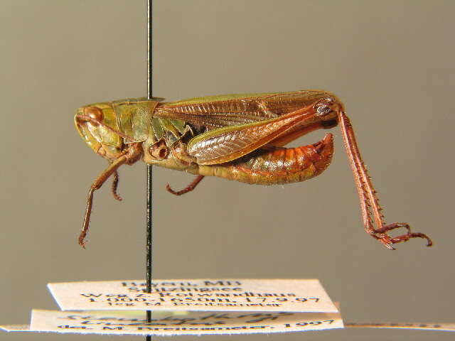 Image of stripe-winged grasshopper