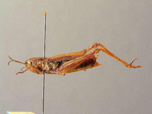 Chorthippus (Glyptobothrus) apricarius (Linnaeus 1758) resmi