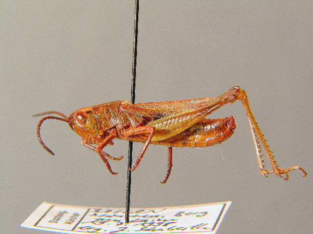 Image of Pseudochorthippus montanus (Charpentier 1825)