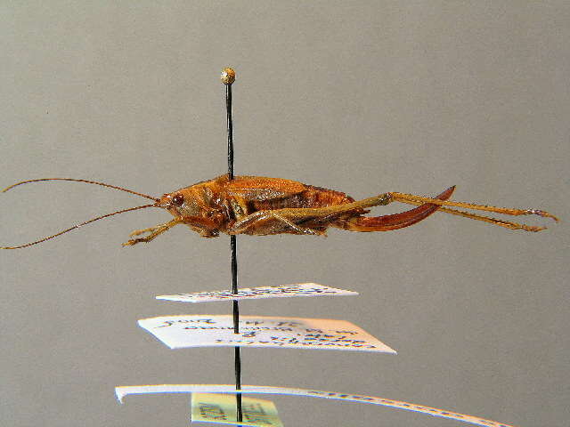 Слика од Conocephalus (Anisoptera) dorsalis (Latreille 1804)