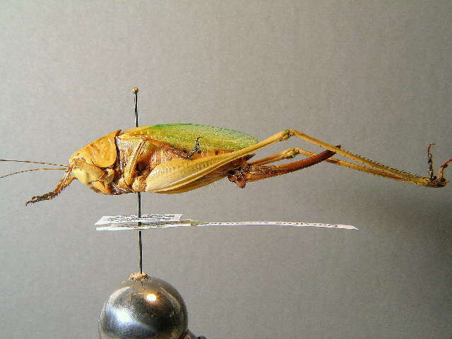 Image of Wart-biter cricket