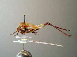 Image of Wart-biter cricket