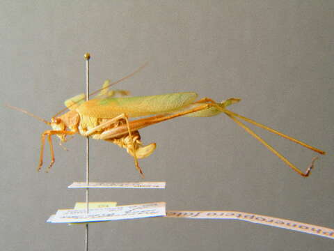 Image of sickle-bearing bush-cricket