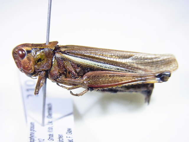 Image of Large marsh grasshopper