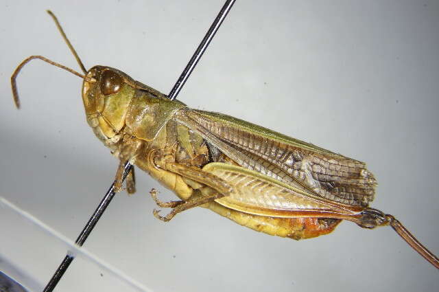 Image of stripe-winged grasshopper