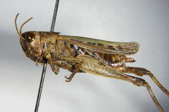 Image of orange-tipped grasshopper