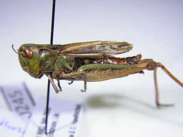 Image of stripe-winged grasshopper