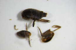 Image of ants-nest cricket