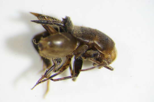 Imagem de Myrmecophilus (Myrmecophilus) acervorum (Panzer 1799)