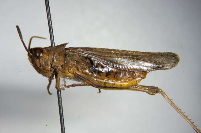 Chorthippus (Glyptobothrus) biguttulus (Linnaeus 1758) resmi