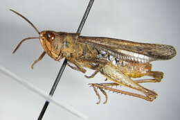 Chorthippus (Glyptobothrus) biguttulus (Linnaeus 1758) resmi