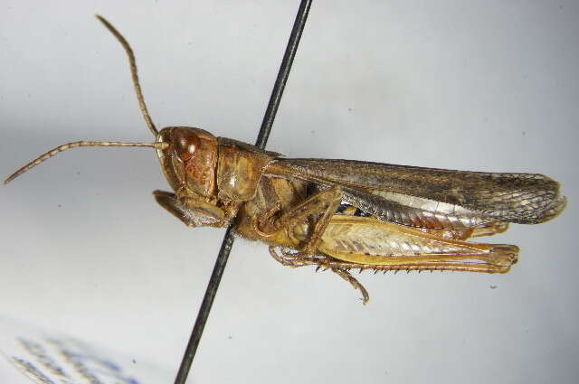 Chorthippus (Glyptobothrus) biguttulus (Linnaeus 1758) resmi