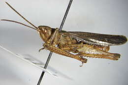 Chorthippus (Glyptobothrus) biguttulus (Linnaeus 1758) resmi