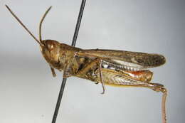 Chorthippus (Glyptobothrus) biguttulus (Linnaeus 1758) resmi