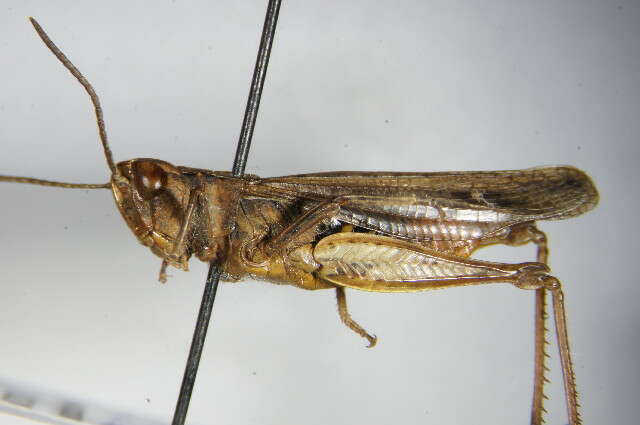 Chorthippus (Glyptobothrus) biguttulus (Linnaeus 1758) resmi