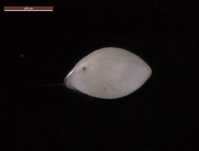 Image of oligostracan crustaceans