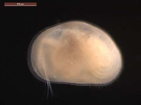 Image of Notodromadidae