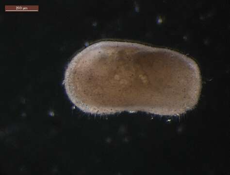 Image of ostracodes