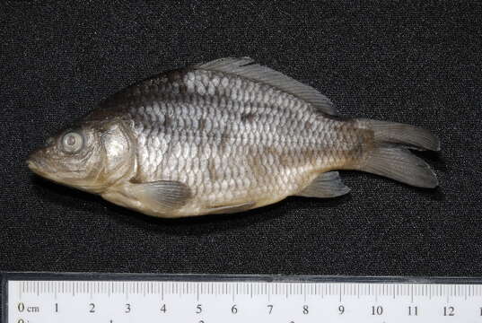 Image of common carp, carp