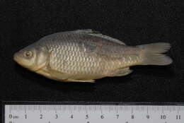 Image of Gibel carp