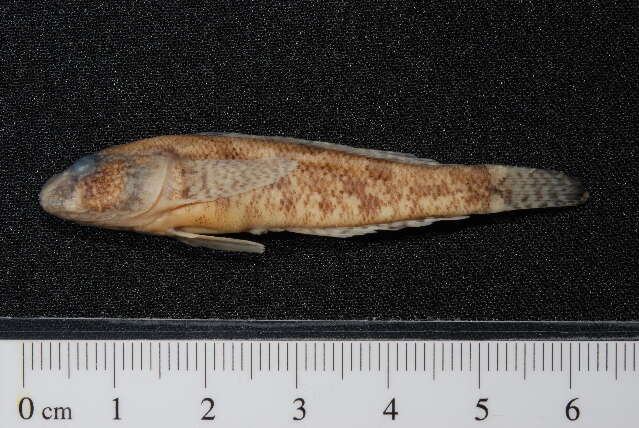 Image of Western tubenose goby