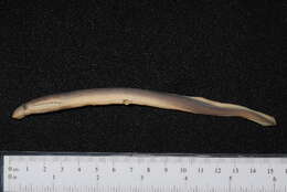 Image of river lamprey, lampern