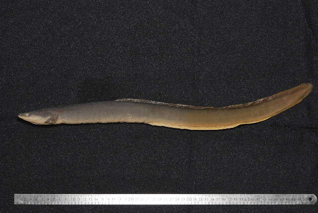 Image of European Eel