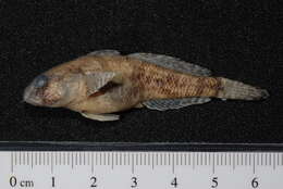 Image of Western tubenose goby