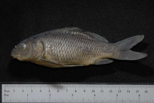 Image of common carp, carp