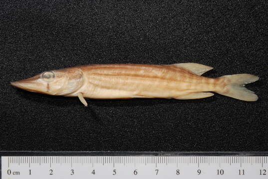 Image of Northern pike