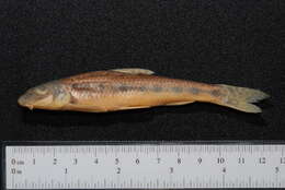 Image of Gudgeon