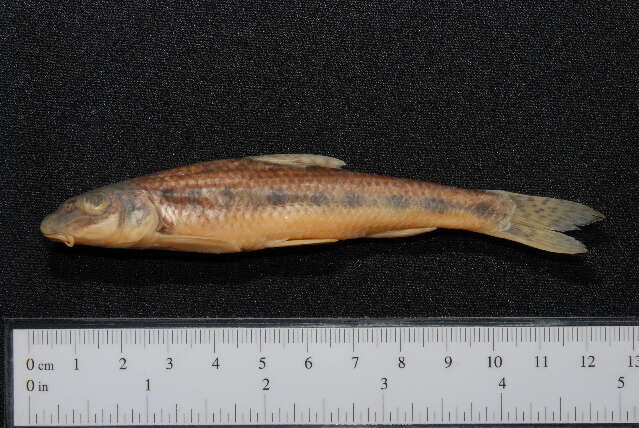 Image of Gudgeon