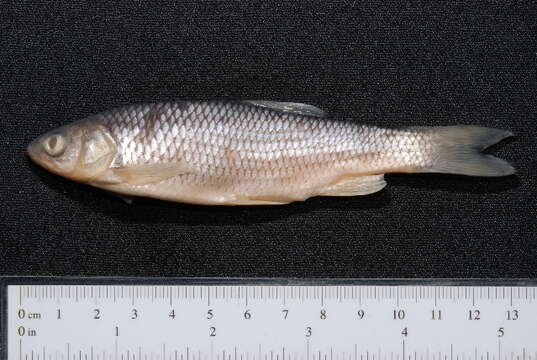 Image of European chub