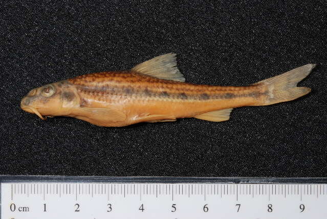 Image of White-finned gudgeon